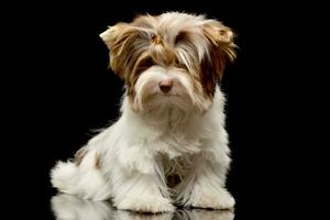 Studio shot of a cute Biewer Yorkshire Terrier puppy photo