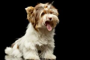 estudio Disparo de un linda biewer Yorkshire terrier perrito foto