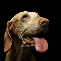 very old Hungarian Vizsla in a photo studio