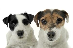 dos adorable párroco Russell terrier mirando curiosamente a el cámara foto