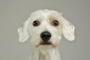 Portrait of an adorable mixed breed dog looking curiously at the camera photo