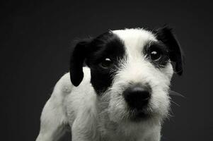 Studio shot of an adorable Parson Russell Terrier looking curiously at the camera photo