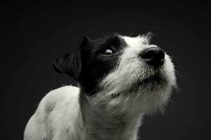 retrato de un adorable párroco Russell terrier mirando arriba curiosamente foto