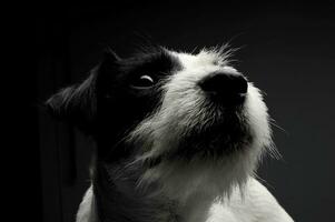 Portrait of an adorable Parson Russell Terrier looking up curiously photo