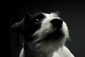 retrato de un adorable párroco Russell terrier mirando arriba curiosamente foto