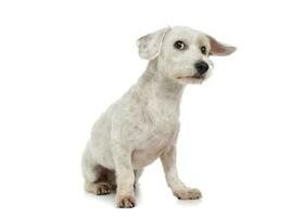 Studio shot of an adorable mixed breed dog sitting and looking curiously at the camera photo