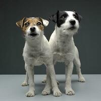Two Parson Russell Terriers staying with cross legs in the gray photo studio
