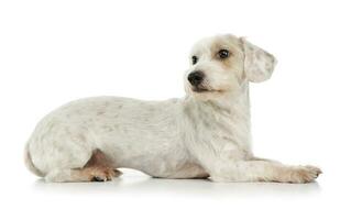 Studio shot of an adorable mixed breed dog lying and looking curiously photo