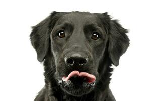 Portrait of an adorable mixed breed dog photo