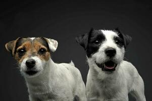 Two adorable Parson Russell Terrier looking curiously at the camera photo