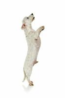 Studio shot of an adorable mixed breed dog standing on hind legs photo