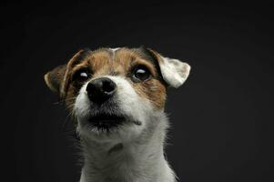 An adorable Parson Russell Terrier looking curiously at the camera photo