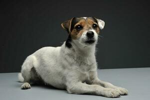 un adorable párroco Russell terrier acostado en gris antecedentes foto