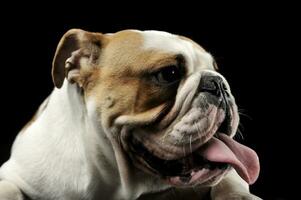 English Bulldog sticking out his tongue in the dark studio photo