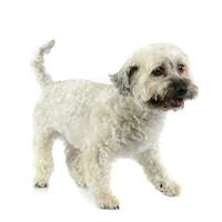 Studio shot of an adorable Havanese dog photo