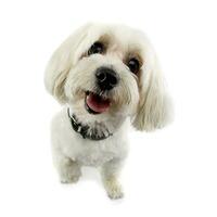 Studio shot of an adorable Havanese dog photo