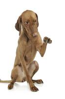 Studio shot of an adorable magyar vizsla sitting and lifting her front leg photo