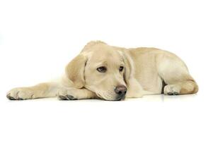 An adorable Labrador Retriever puppy lying sadly on white background. photo