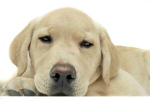 Portrait of an adorable Labrador Retriever puppy looking sleepy photo
