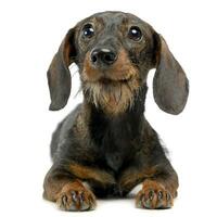Funny Dachshund in a white isolated background photo