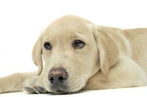 Portrait of an adorable Labrador Retriever puppy looking sad photo