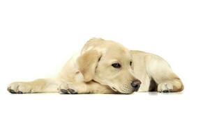 un adorable Labrador perdiguero perrito acostado tristemente en blanco antecedentes foto