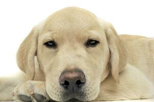 Portrait of an adorable Labrador Retriever puppy looking sleepy photo