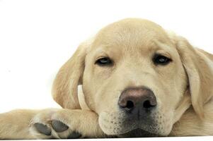 Portrait of an adorable Labrador Retriever puppy looking sleepy photo