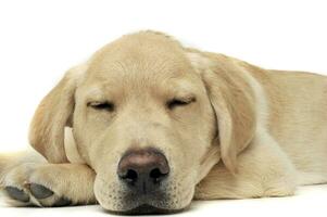 un adorable Labrador perdiguero perrito dormido en blanco antecedentes foto