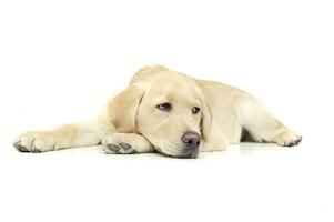 An adorable Labrador Retriever puppy lying sadly on white background. photo