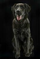 Studio shot of an adorable mixed breed dog photo