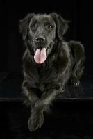 Studio shot of an adorable mixed breed dog photo
