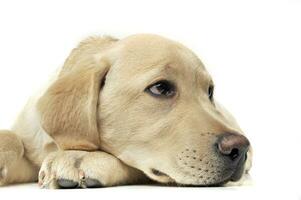 Portrait of an adorable Labrador Retriever puppy looking sad photo