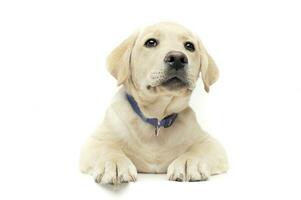 Studio shot of an adorable Labrador Retriever puppy looking curiously at the camera photo