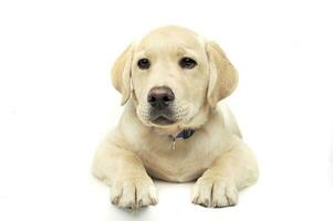 Studio shot of an adorable Labrador Retriever puppy looking curiously at the camera photo