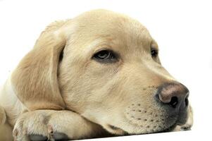 Portrait of an adorable Labrador Retriever puppy looking sad photo