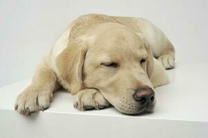 un adorable Labrador perdiguero perrito dormido en blanco antecedentes. foto