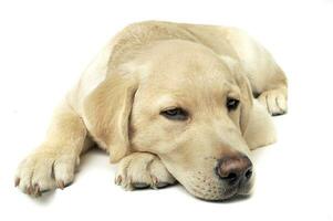 An adorable Labrador Retriever puppy lying sadly on white background. photo