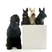 Studio shot of an adorable Black Russian Terrier and three Scottish terrier photo