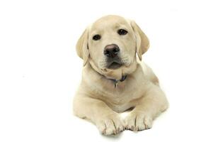 Studio shot of an adorable Labrador Retriever puppy looking curiously at the camera photo