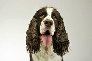 retrato de un adorable Inglés cocker spaniel foto