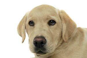 Portrait of an adorable Labrador Retriever puppy looking curiously at the camera photo