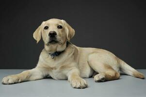 Studio shot of an adorable Labrador Retriever puppy looking curiously at the camera photo