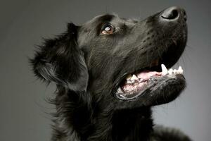 Portrait of an adorable mixed breed dog photo