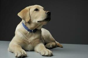 un adorable Labrador perdiguero perrito acostado en gris antecedentes foto