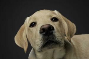 Portrait of an adorable Labrador Retriever puppy looking curiously at the camera photo