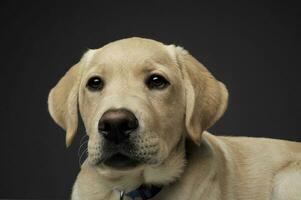 Portrait of an adorable Labrador Retriever puppy looking curiously at the camera photo