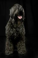 Studio shot of an adorable Black Russian Terrier photo