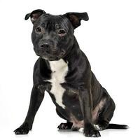 Puppy Staffordshire Bull Terrier sitting in a white studio photo