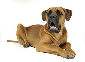 Puppy Cane Corso in white background photo studio